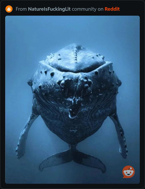 Humpback Whale Watching Experience