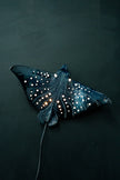 Eagle Ray Ceramic Wall Light – Handmade Ocean-Inspired Lamp