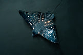 Eagle Ray Ceramic Wall Light – Handmade Ocean-Inspired Lamp