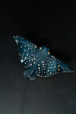 Eagle Ray Ceramic Wall Light – Handmade Ocean-Inspired Lamp