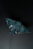 Eagle Ray Ceramic Wall Light – Handmade Ocean-Inspired Lamp
