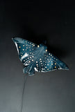 Eagle Ray Ceramic Wall Light – Handmade Ocean-Inspired Lamp