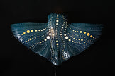 Manta Ray Ceramic Wall Lamp | Handmade Ocean-Inspired Ceramic Sconce